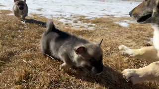 Swedish Vallhund Puppies Playing [upl. by Windzer173]