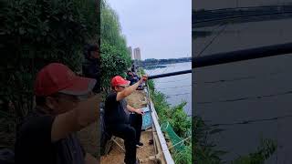 Cần mấy mét đây fishing fish carpfishing fishinglife carp tamtrang cauca cover bassfishing [upl. by Petie]