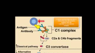 Complement system intro and classical pathway [upl. by Outhe774]