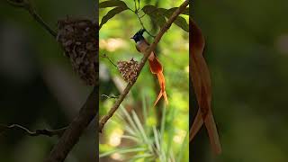 Paradise Flycatcher Nesting Behavior in 4K  Feeding Chicks shorts youtubeshorts shortsvideo [upl. by Adamina748]