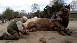 Camel foot trim Denmark [upl. by Assin91]