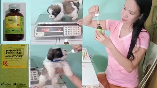 How To Deworm A Shih Tzu Puppies At Home  Paano Mag Deworm Ng Tuta [upl. by Aihsenot]