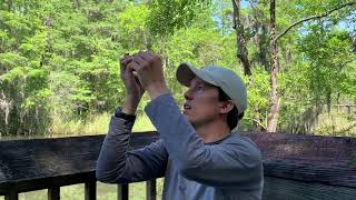 Prothonotary warbler banding with Audubon South Carolina [upl. by Neel]