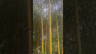 Phyllostachys Aureosulcata Spectabilis [upl. by Atiekal]