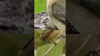 piadodefemea cantodospassaros aves birds cantodepassaros calopsita passaros passarinho [upl. by Cirdor]