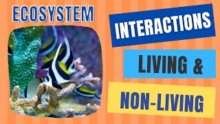 Interactions Between Living and NonLiving Things  Abiotic amp Biotic Factors [upl. by Nnybor]