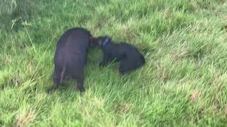 Patterdale puppy hog test vs pig boar [upl. by Castillo]