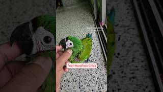 Severe Macaw  From Handfeed Chick to a outdoor Trained Bird ShaikhTanveer MiniMacaw macaws [upl. by Nelsen]