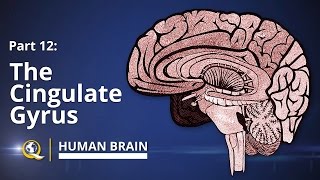 Cingulate Gyrus  Human Brain Series  Part 12 [upl. by Primo505]