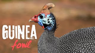 Guinea fowl sounds and vocalizations [upl. by Nared]