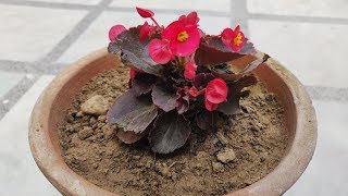 Begonia Plant Care Hindi  How To Grow amp Care Begonia Plant in Pots  Begonia Flower [upl. by Inama]