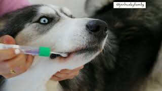 Embark Vet DNA Dog Testing Tutorial [upl. by Aseretairam]