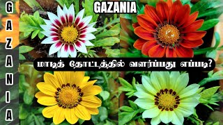 Gazania வளர்க்கலாம் வாங்க  கோடை வெயிலிலும் அழகாய் பூக்கும் பூச்செடி  Tips for growing Gazania [upl. by Halihs]