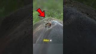 Bloody Oxpecker Bird 🐦 😱 shorts viral facts [upl. by Coulombe]