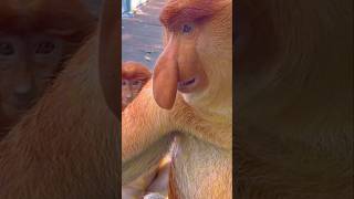 Proboscis Monkey Amazing videotop fyp fruit foryou yummy fresh shorts ytshorts [upl. by Ettevy]