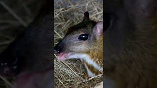 Amazing Facts of MouseDeer [upl. by Lavotsirc]