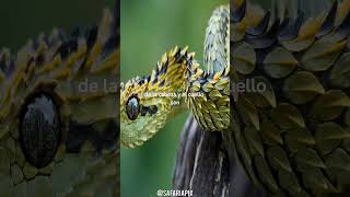 Conoce a la víbora arbusto espinoso Atheris Hispida [upl. by Alber368]