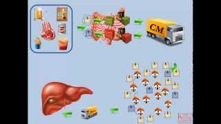 Lipids and Lipoproteins  Part 2 Exogenous Pathway [upl. by Medorra]