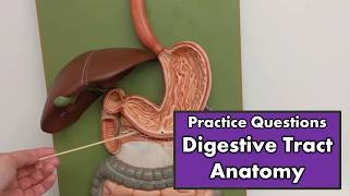 Digestive Tract Anatomy  Review and Quiz [upl. by Cavan]