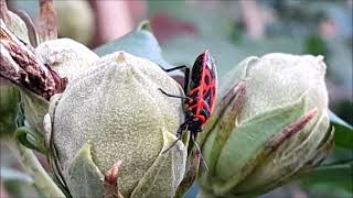 FIRE BUGS Pyrrhocoris apterus Red amp Black Stink Bug [upl. by Aoniak]