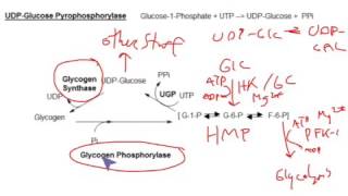 CHEM 407  Glycogen Metabolism  UDPGlucose Pyrophosphorylase [upl. by Namruht]