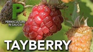 Tayberry Cultivo  Permacultura en Galicia [upl. by Ifar]