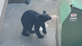 Bear sighting Gatlinburg TN Smoky Mountains Park 🐻🏞️ Vacation Pigeon Forge Tn Nature🌄🏞️ [upl. by Huston]