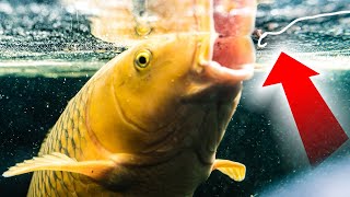 How To Catch Carp  Surface Fishing with Bread and Dog Biscuits  Floater Fishing Tips [upl. by Akili]