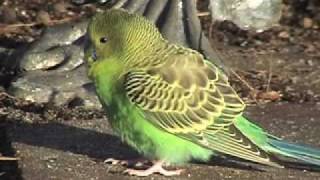 Wild Parakeet in Backyard [upl. by Guimond]