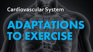 Adaptations to Exercise  Cardiovascular System 07  Anatomy amp Physiology [upl. by Arhas627]