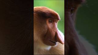 Meet the WILDEST Monkey in the World Proboscis Monkey wildlife mantisshrimp animals [upl. by Francoise463]