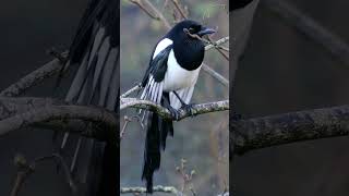 Nice upright view of a Common Magpie birds shorts [upl. by Staten]