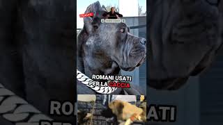 5 CANI PIÙ PERICOLOSI DEL PIANETA🐕‍🦺🐾shorts doberman pitbull rottweiler cane cancorso [upl. by Eelaras]