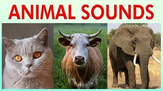 ANIMAL SOUNDS COMPILATION for Preschoolers Kindergarten  Kids Learning Videos [upl. by Tiebout]