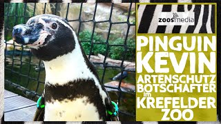 Zoo Krefeld PINGUINE mit wichtiger Botschaft  zoosmedia [upl. by Bronny462]