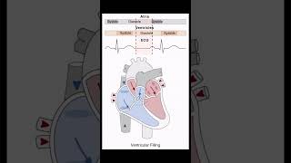 Heart Systole  Diastole biology nursing mbbs heart [upl. by Haeli]