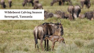 Wildebeest Calving Season in Serengeti Tanzania [upl. by Mackenzie]