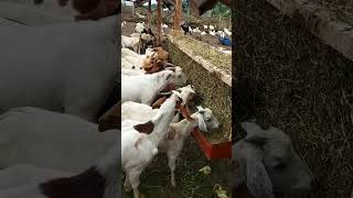 simple hay feeder on our goats farm to reduce wastage of feeds [upl. by Nosila130]