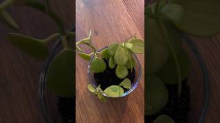 Peperomia Hope🪴Restart plants fluval peperomia plantcare [upl. by Kenway]