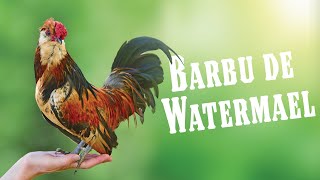 Our smallest chicken Everything you need to know about the Barbu de Watermael [upl. by Auoy]