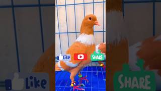 shorts  pigeon Lovers  pigeon loft  Beautiful fancy pigeons [upl. by Pollux]