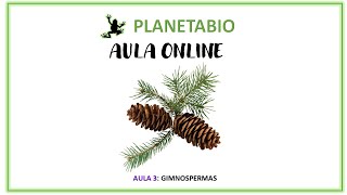 Aula 3  online  As Gimnospermas [upl. by Wilone]