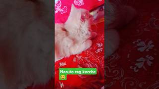 Kivabe rag kore achetar ma er jonno shortvideo cat funny catblogger catworld [upl. by Suoivatra]