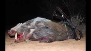 Bowhunting BIG bushpig [upl. by Hameean]