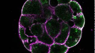 Blastocoel formation [upl. by Fabiola487]