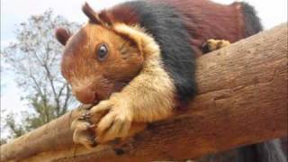 Malabar giant squirrel in Kerala national forest eating a cookie [upl. by Lithea197]