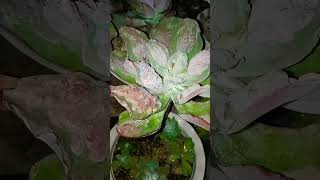 echeveria frills plants plantpropagation lowlandsucculent garden succulentobsession [upl. by Elinore]