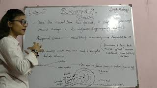 Developmental Biology Class 5 Organogenesis in Frog [upl. by Enileoj]