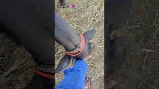 Murrah bull🐃💯 murrahbull villagelife 5starmurrah dailyvlog shortsf kumawatpushkar007 [upl. by Nalani]