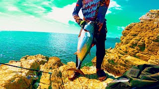 Caught a huge bonito on the edge of the rock❗ [upl. by Lyrahc]